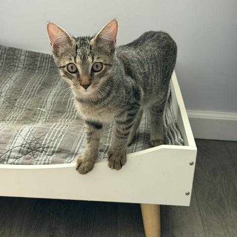Enlarge Peppa, a Adoptable Domestic Short Hair in Manorville, NY image 1/4