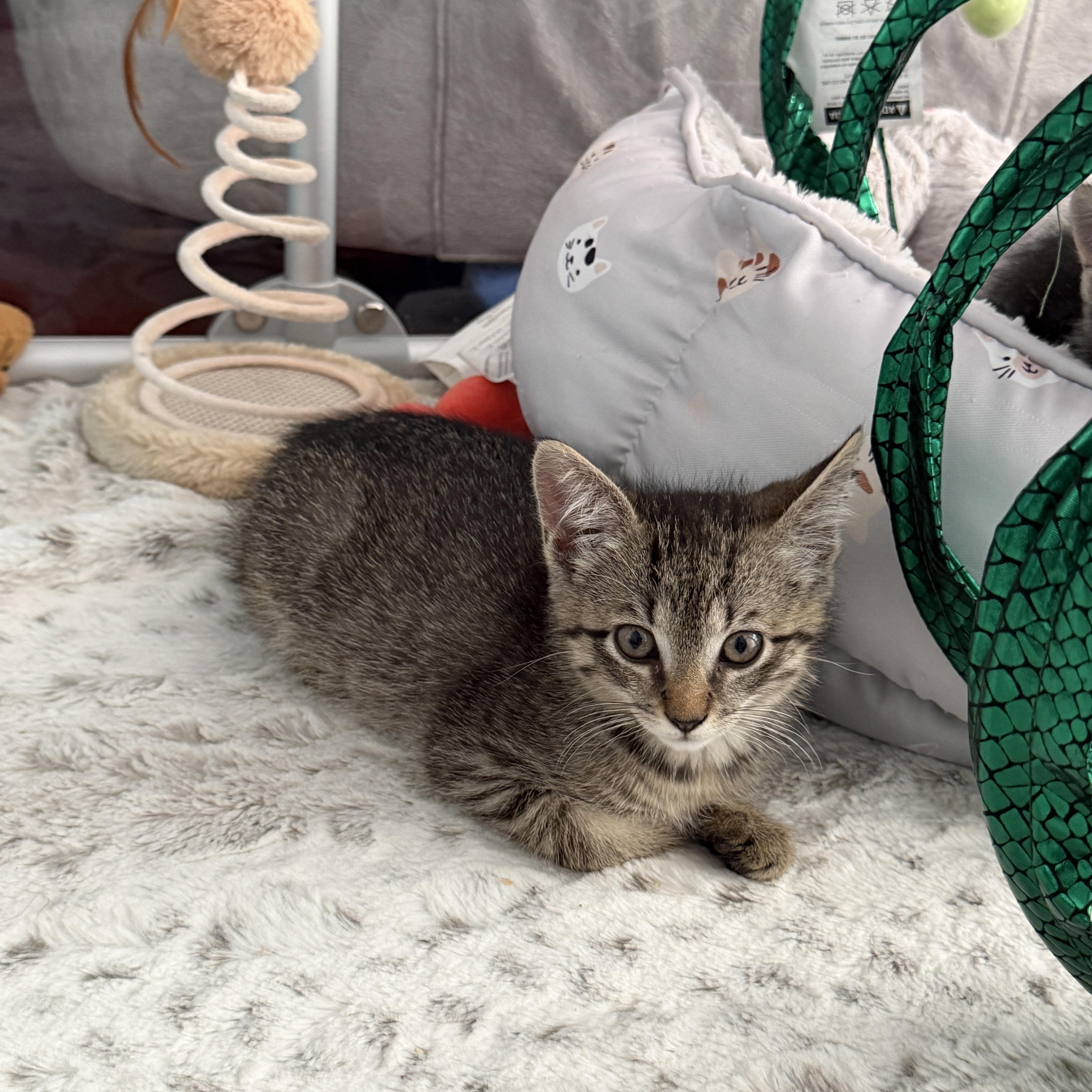 Enlarge Peppa, a ADOPTABLE Domestic Short Hair in Manorville, NY image 3/3