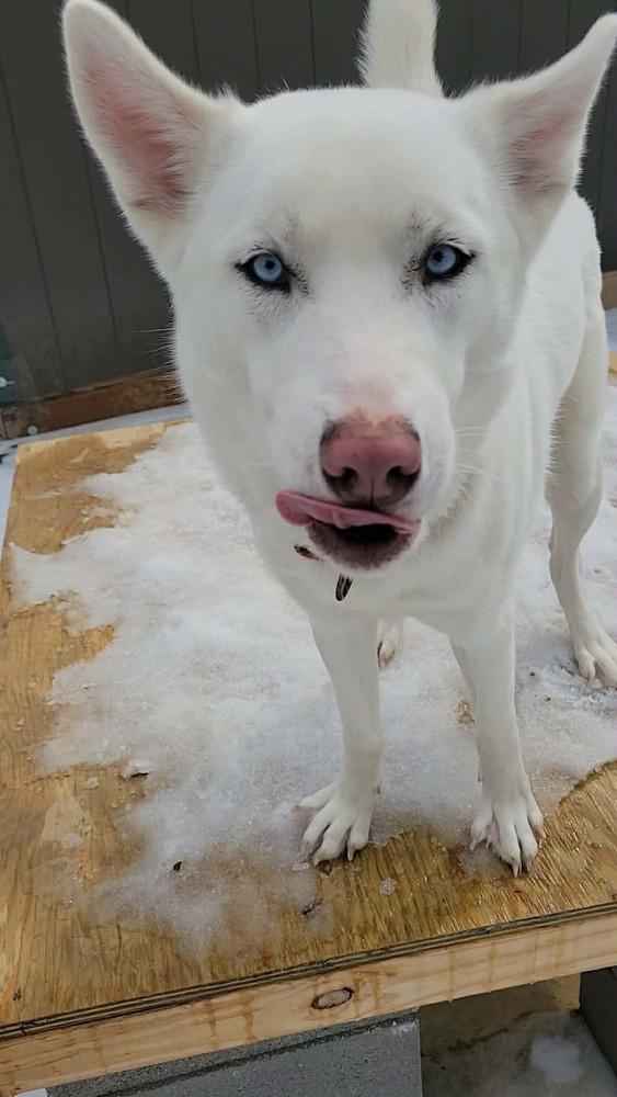 Enlarge Sasha, a Adoptable Siberian Husky in Corsicana, TX image 1/4
