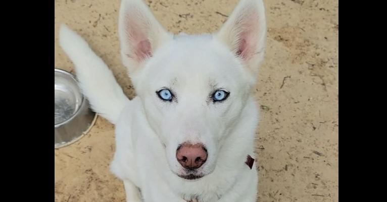 Enlarge Sasha, a Adoptable Siberian Husky in Hutto, TX image 2/4