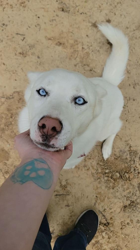 Enlarge Sasha, a Adoptable Siberian Husky in Hutto, TX image 3/4