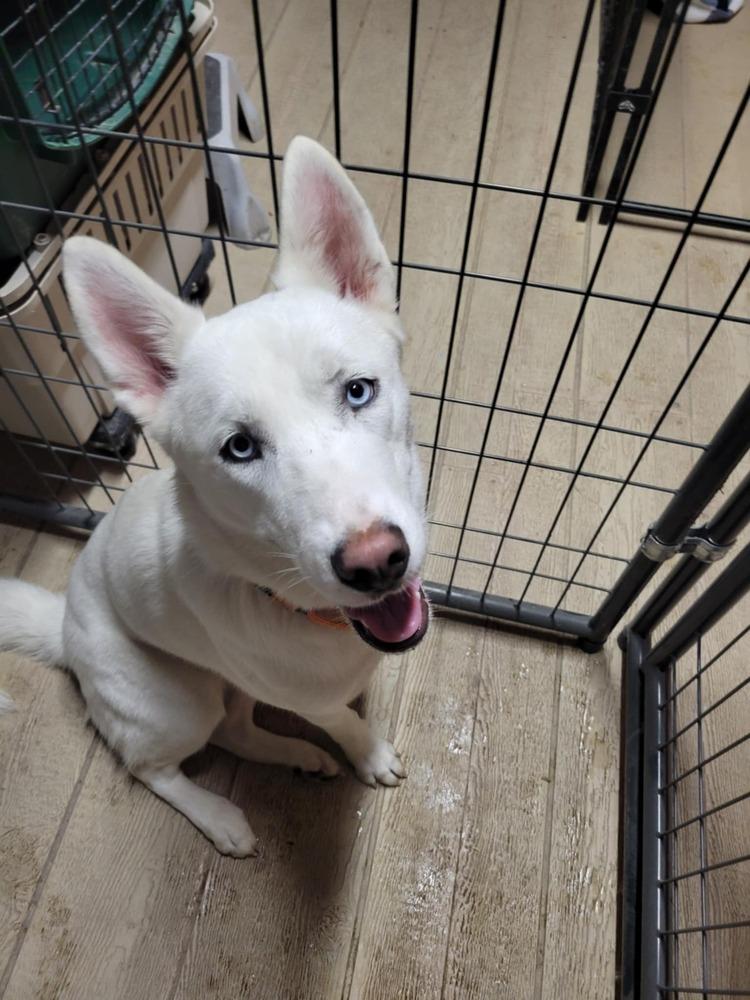Enlarge Sasha, a Adoptable Siberian Husky in Corsicana, TX image 1/1