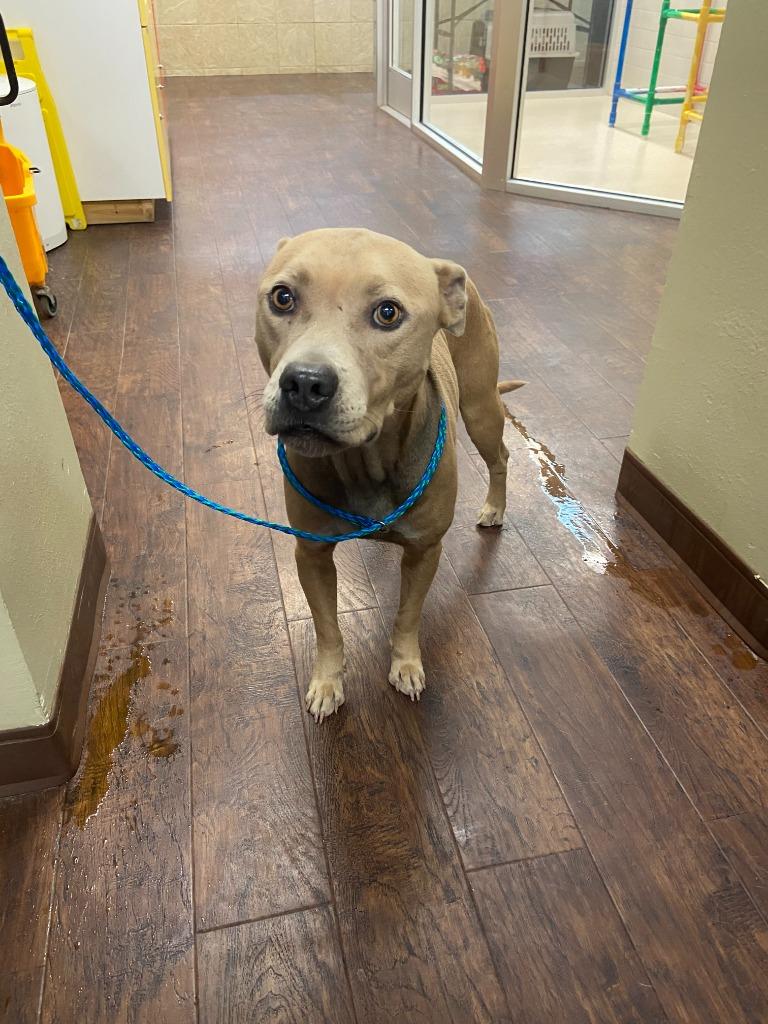 Dog Kennel #21 Miracle, Adoptable, Adult Male Pit Bull Terrier & Mixed Breed.