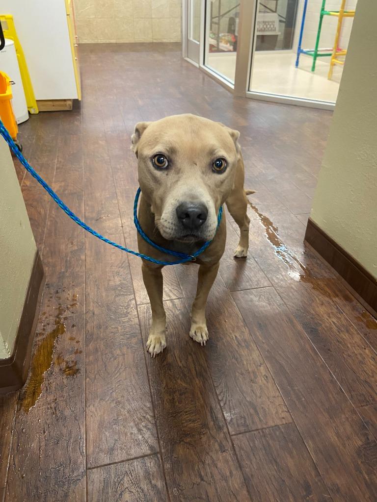 Enlarge Dog Kennel #21 Miracle, a Adoptable mixed breed in Greenville, TX image 2/3