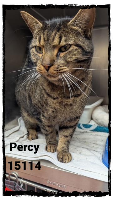 Percy thumbnail 2