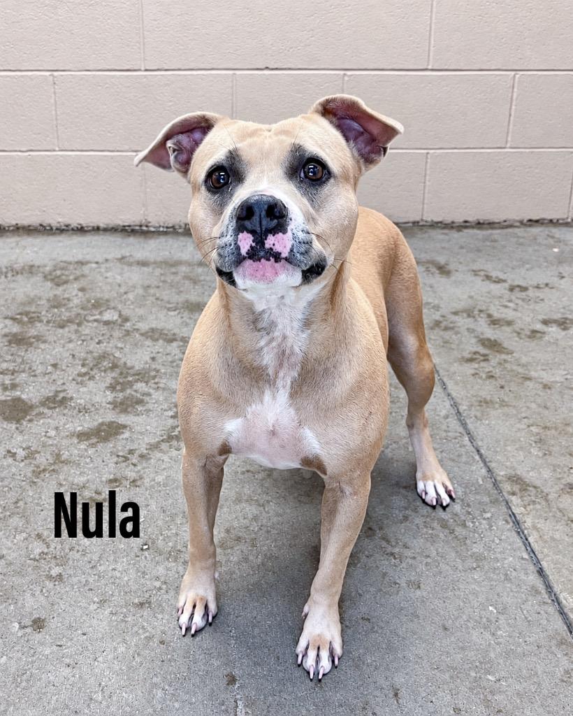 Nula, Adoptable, Adult Female Staffordshire Bull Terrier & Staffordshire Bull Terrier.