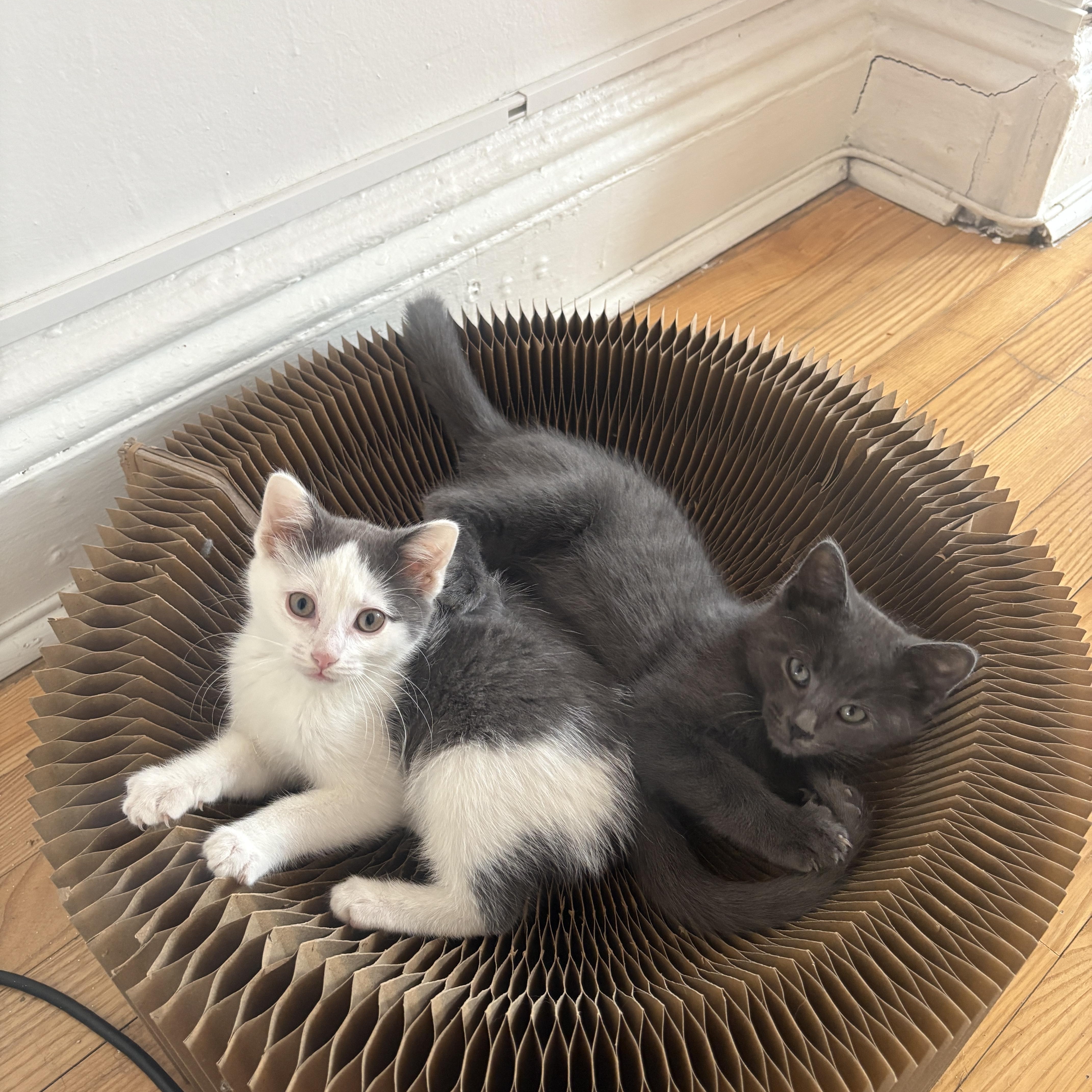 Enlarge Cord and Sconce , a ADOPTABLE Domestic Short Hair in Brooklyn, NY image 1/4