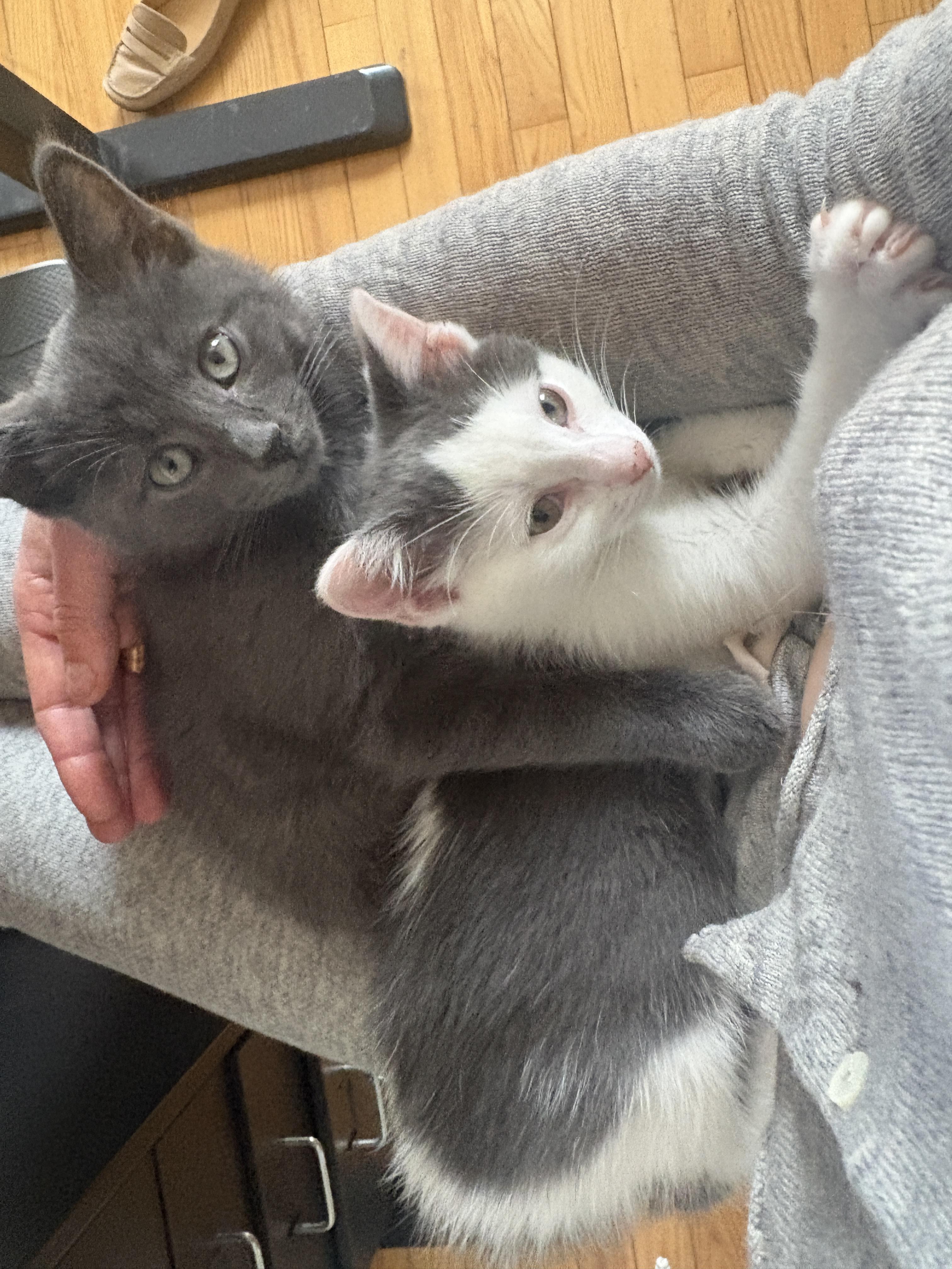 Enlarge Cord and Sconce , a ADOPTABLE Domestic Short Hair in Brooklyn, NY image 2/4