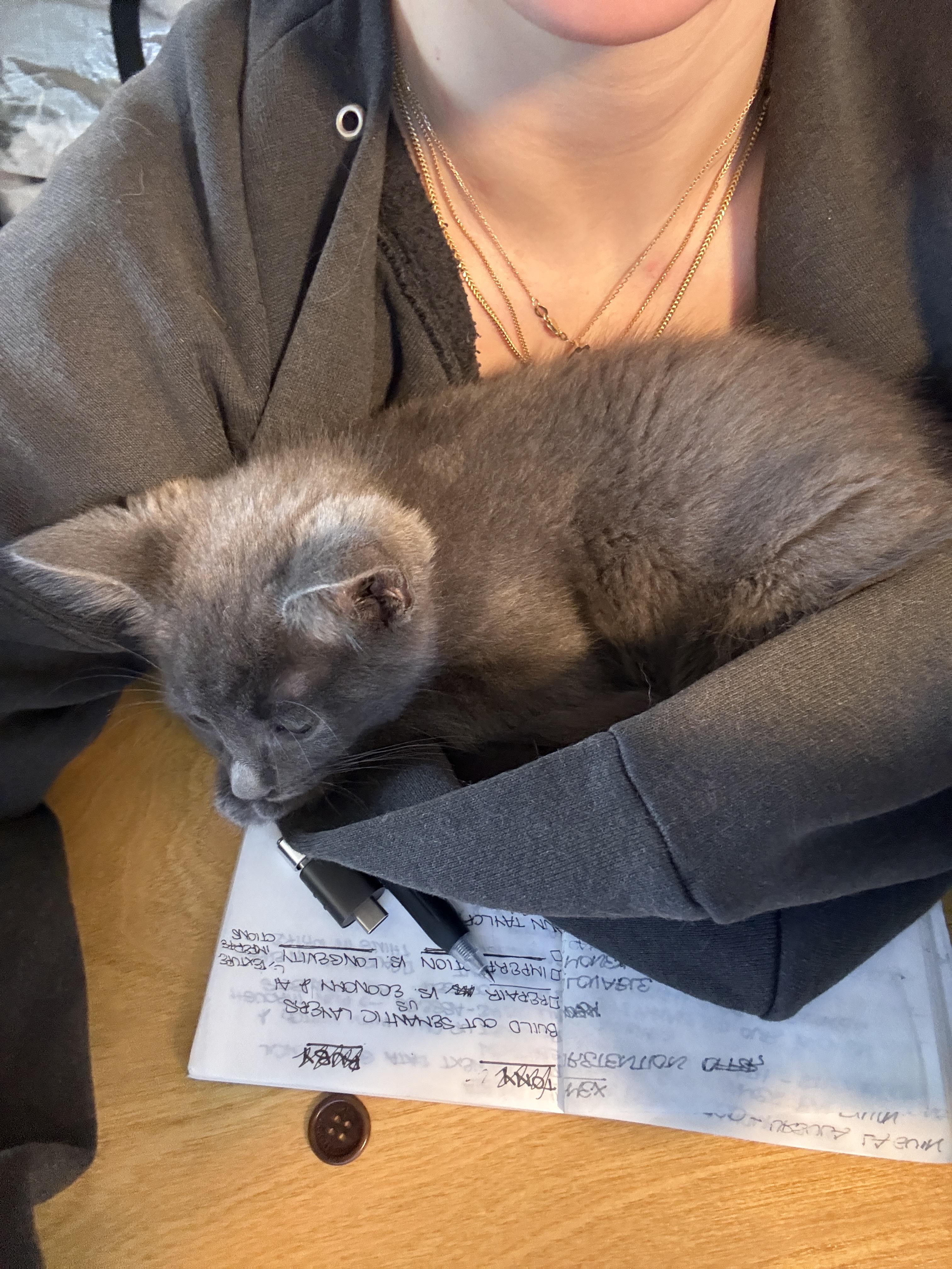 Enlarge Cord and Sconce , a ADOPTABLE Domestic Short Hair in Brooklyn, NY image 3/4