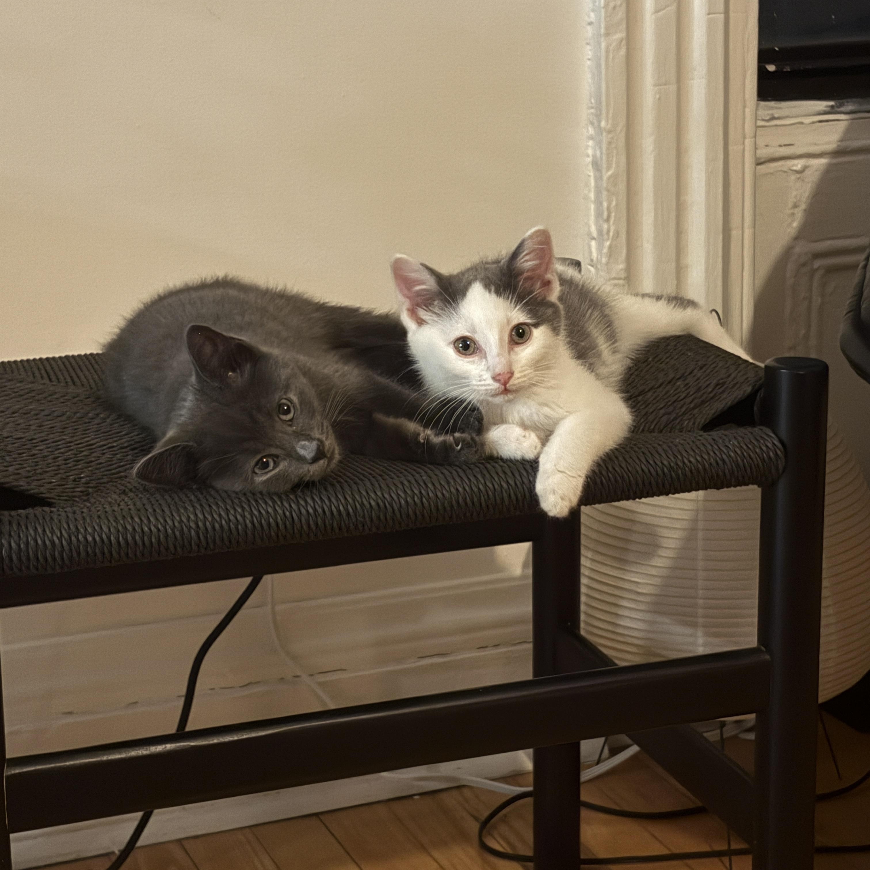 Enlarge Cord and Sconce , a ADOPTABLE Domestic Short Hair in Brooklyn, NY image 4/4