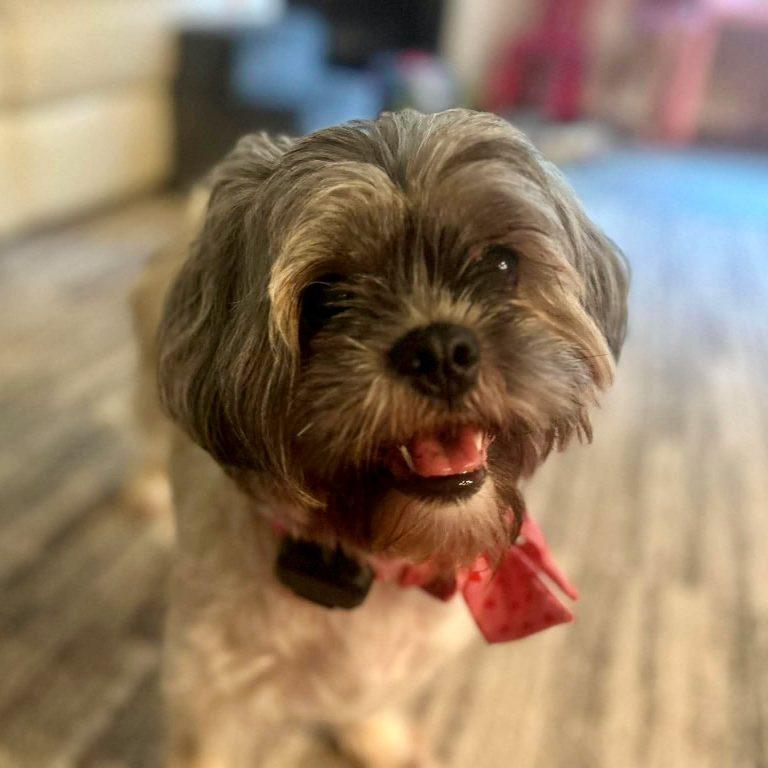 Pebbles, a Adopted Shih Tzu in Hillsborough , NC image 1/3