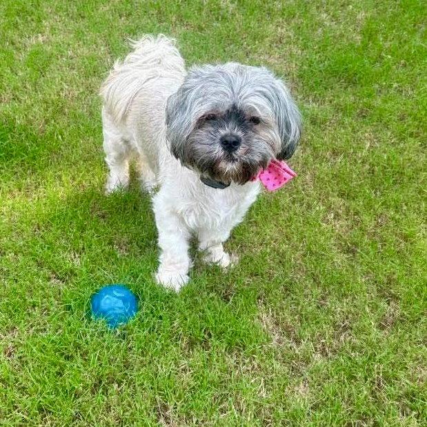 Pebbles, a Adopted Shih Tzu in Hillsborough , NC image 2/3