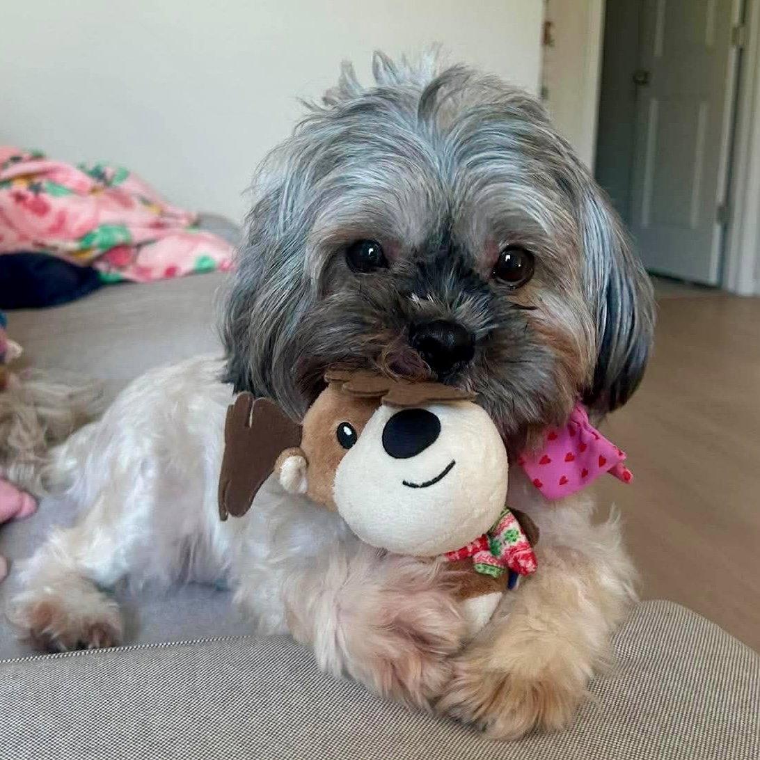 Pebbles, a Adopted Shih Tzu in Hillsborough , NC image 3/3