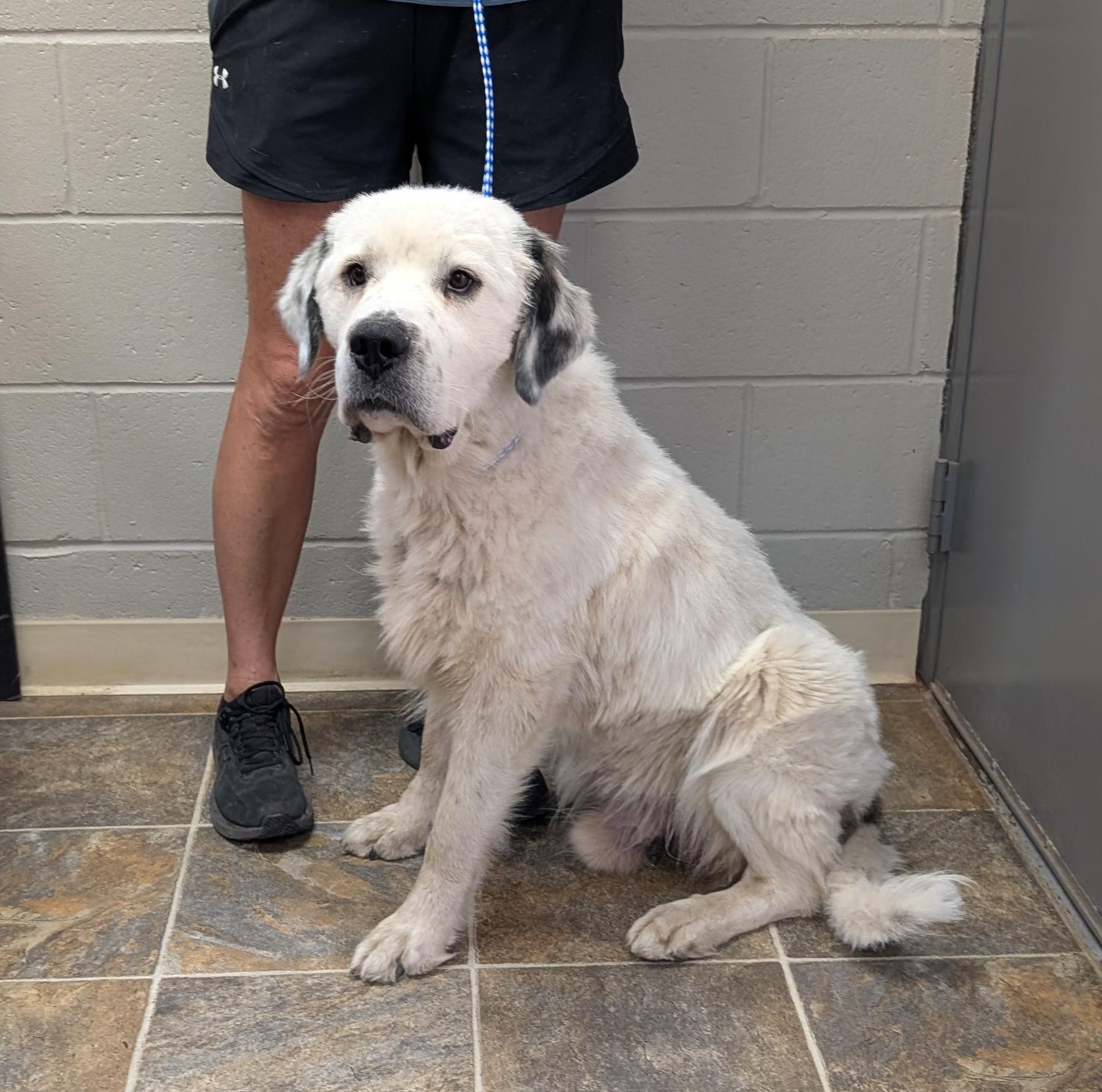 Enlarge Rodeo, a Adoptable mixed breed in Parsons, KS image 1/1