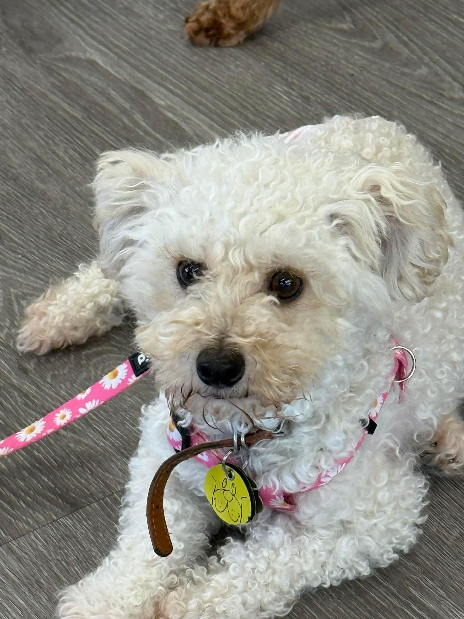 Snowball, ADOPTABLE, Young Female Poodle & Miniature Poodle.