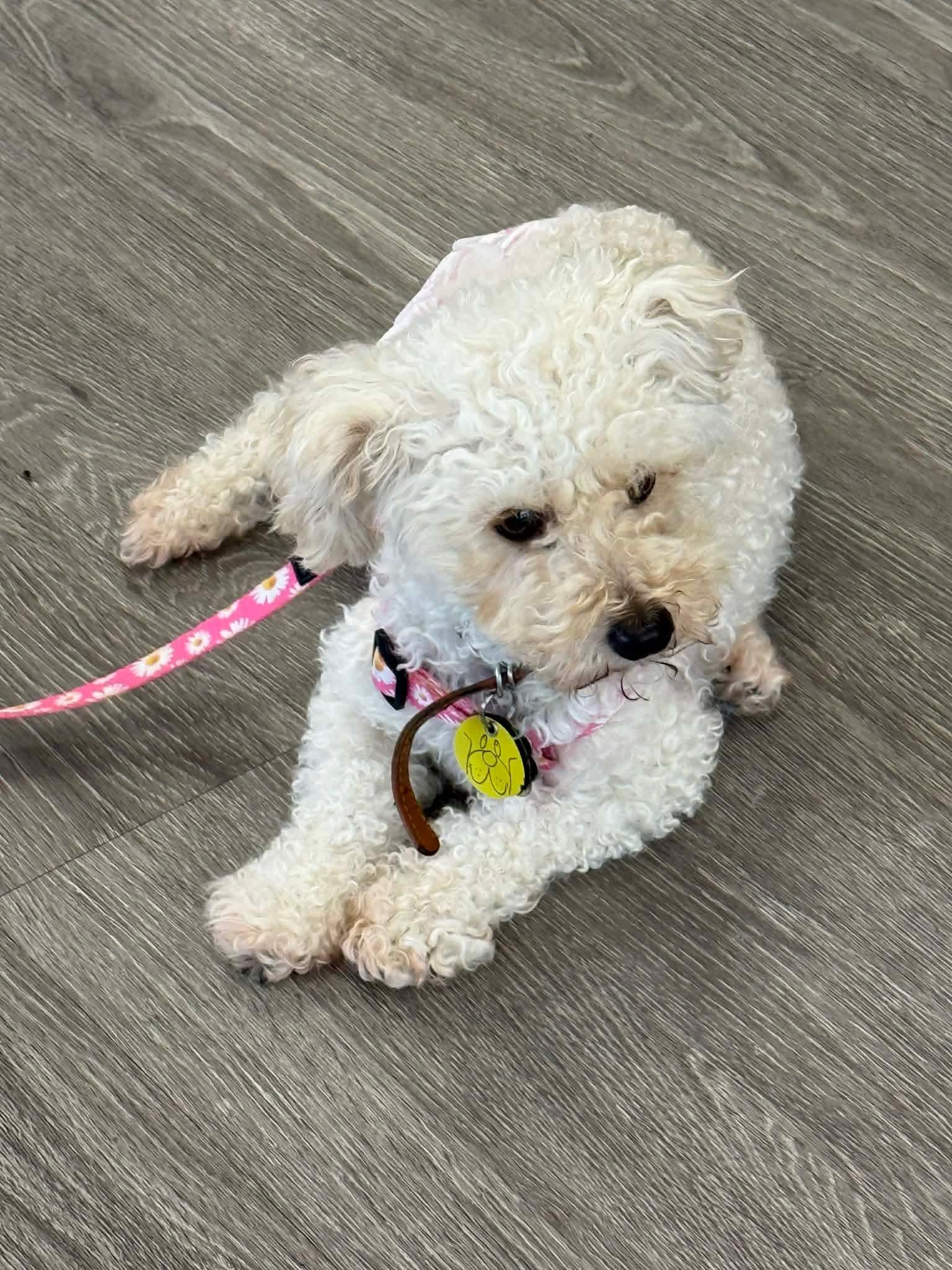 Enlarge Snowball, a ADOPTABLE mixed breed in North Olmsted, OH image 2/2