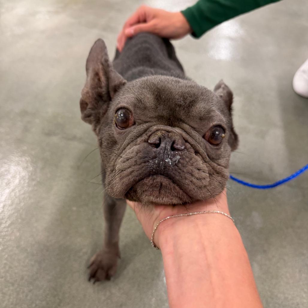 Bleu, Adoptable, Adult Female French Bulldog & Mixed Breed.