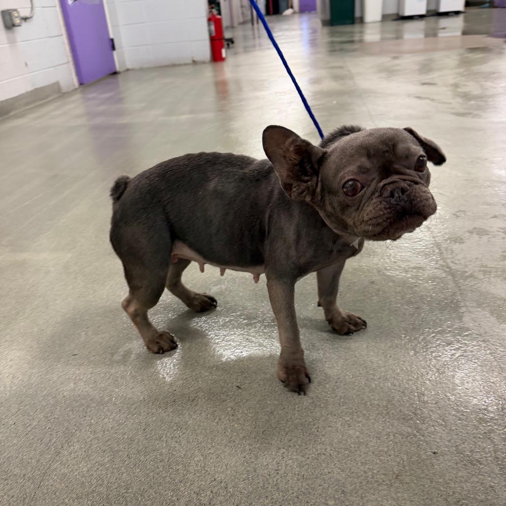 Bleu, a Adoptable mixed breed in Tallahassee, FL image 2/6