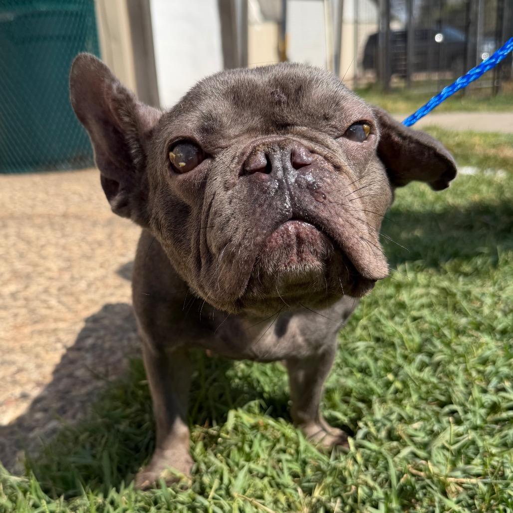 Bleu, a Adoptable mixed breed in Tallahassee, FL image 4/6