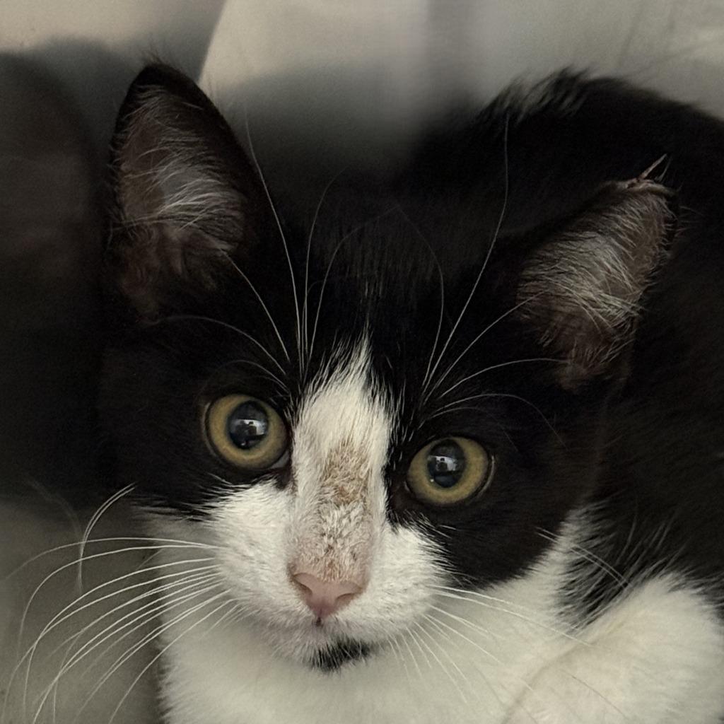 Oreo, Adoptable, Kitten Female Domestic Short Hair.