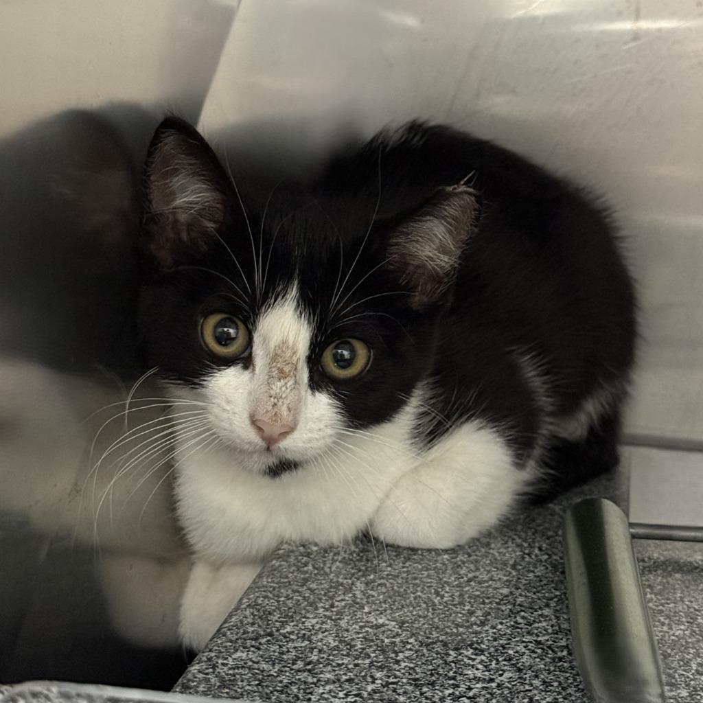 Enlarge Oreo, a Adoptable mixed breed in Brenham, TX image 2/3