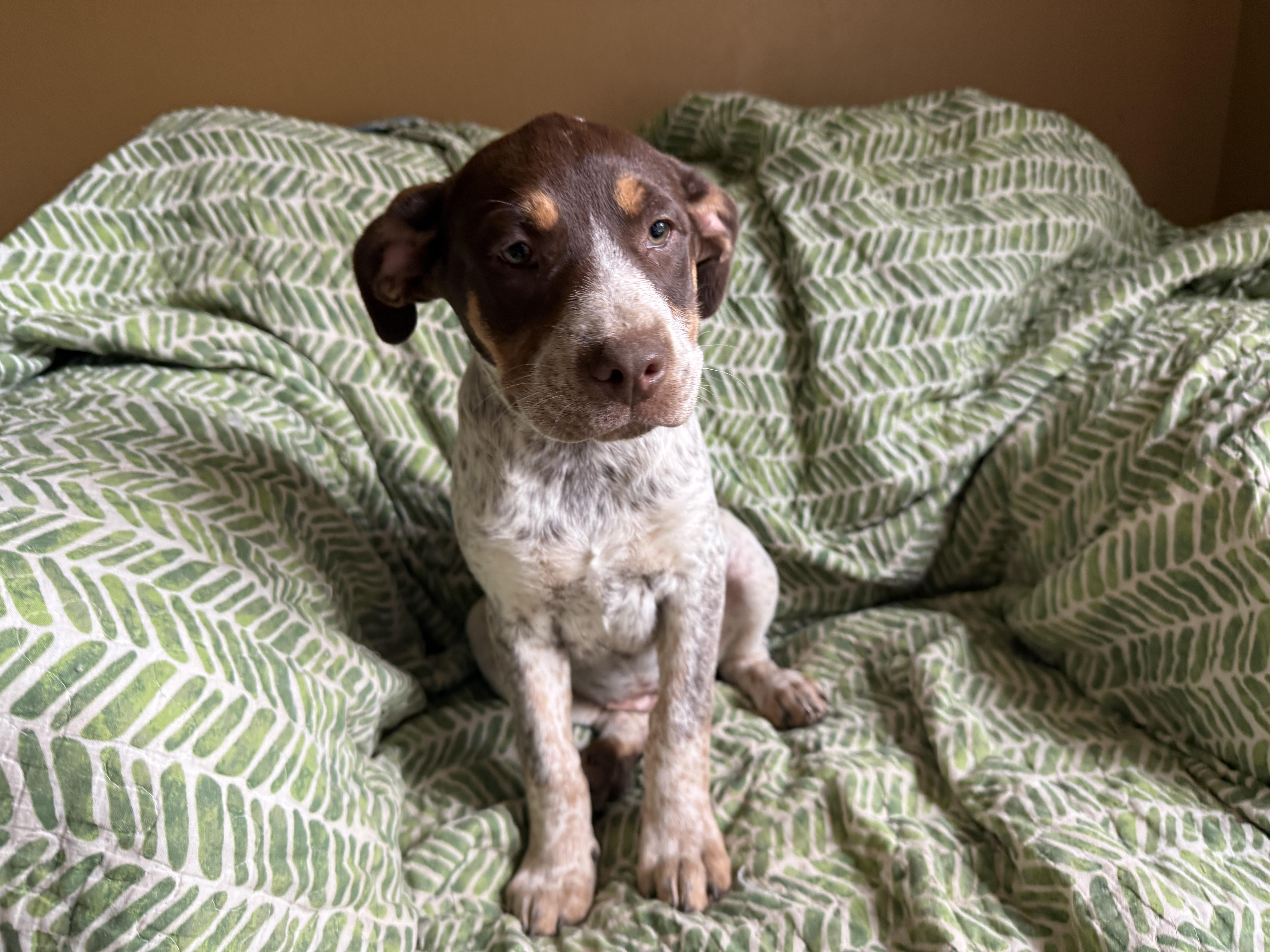 Mohoney, an adopted mixed breed in Hagerstown , MD image 1/6