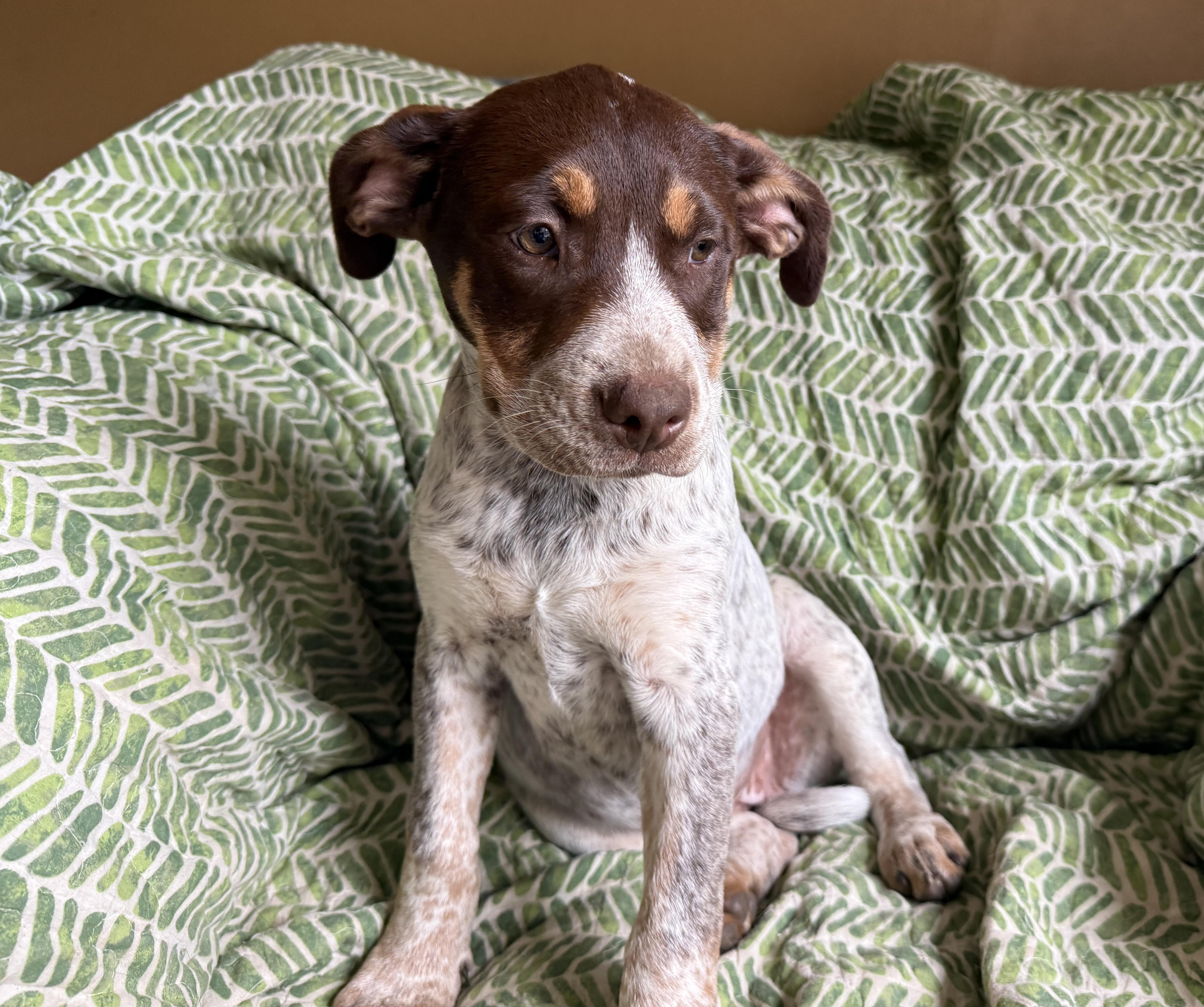 Mohoney, an adopted mixed breed in Hagerstown , MD image 3/6