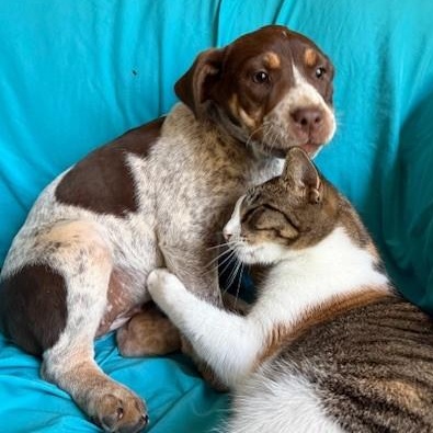 Mohoney, an adopted mixed breed in Hagerstown , MD image 6/6