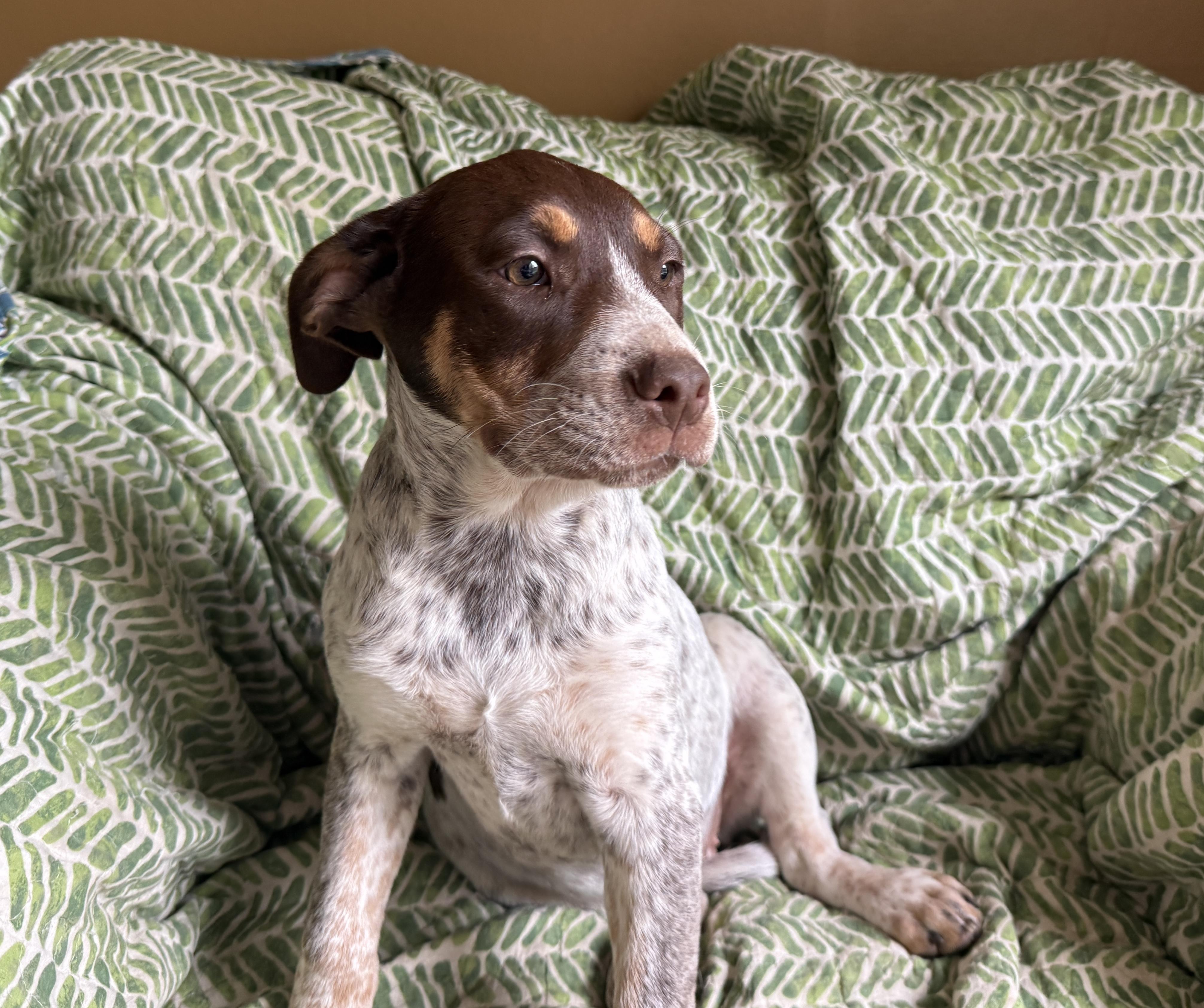 Mohoney, an adopted mixed breed in Hagerstown , MD image 2/6