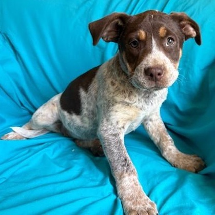 Mohoney, an adopted mixed breed in Hagerstown , MD image 4/6