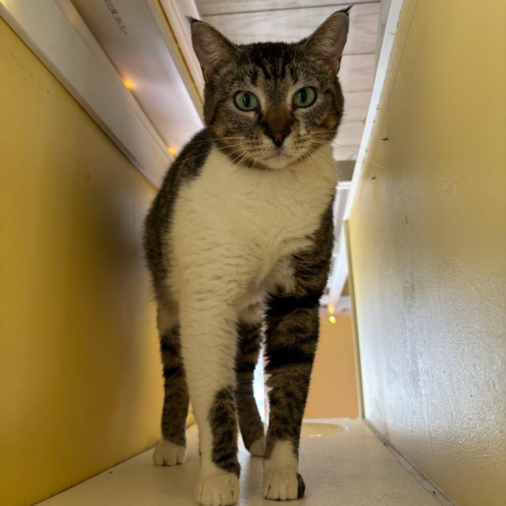 Enlarge Maple, a Adoptable Domestic Short Hair in Carencro, LA image 1/1