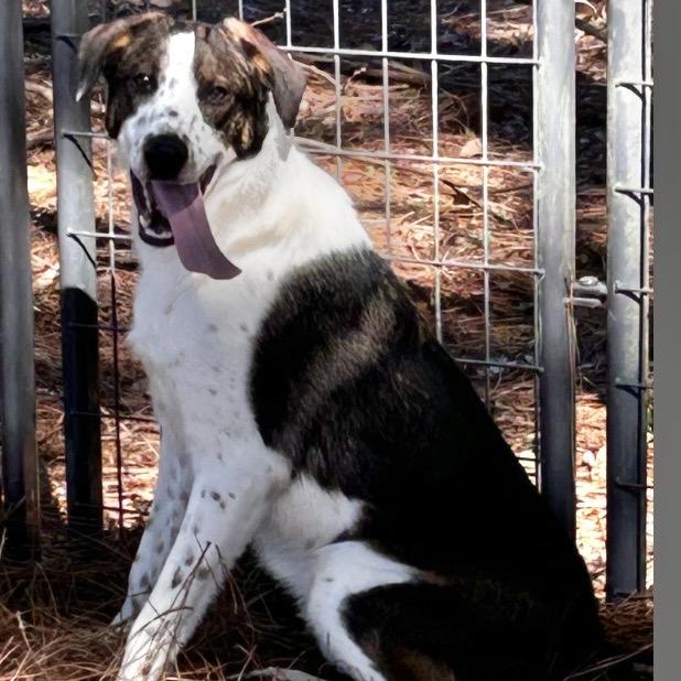 Shepherd, Adoptable, Young Male Mixed Breed.