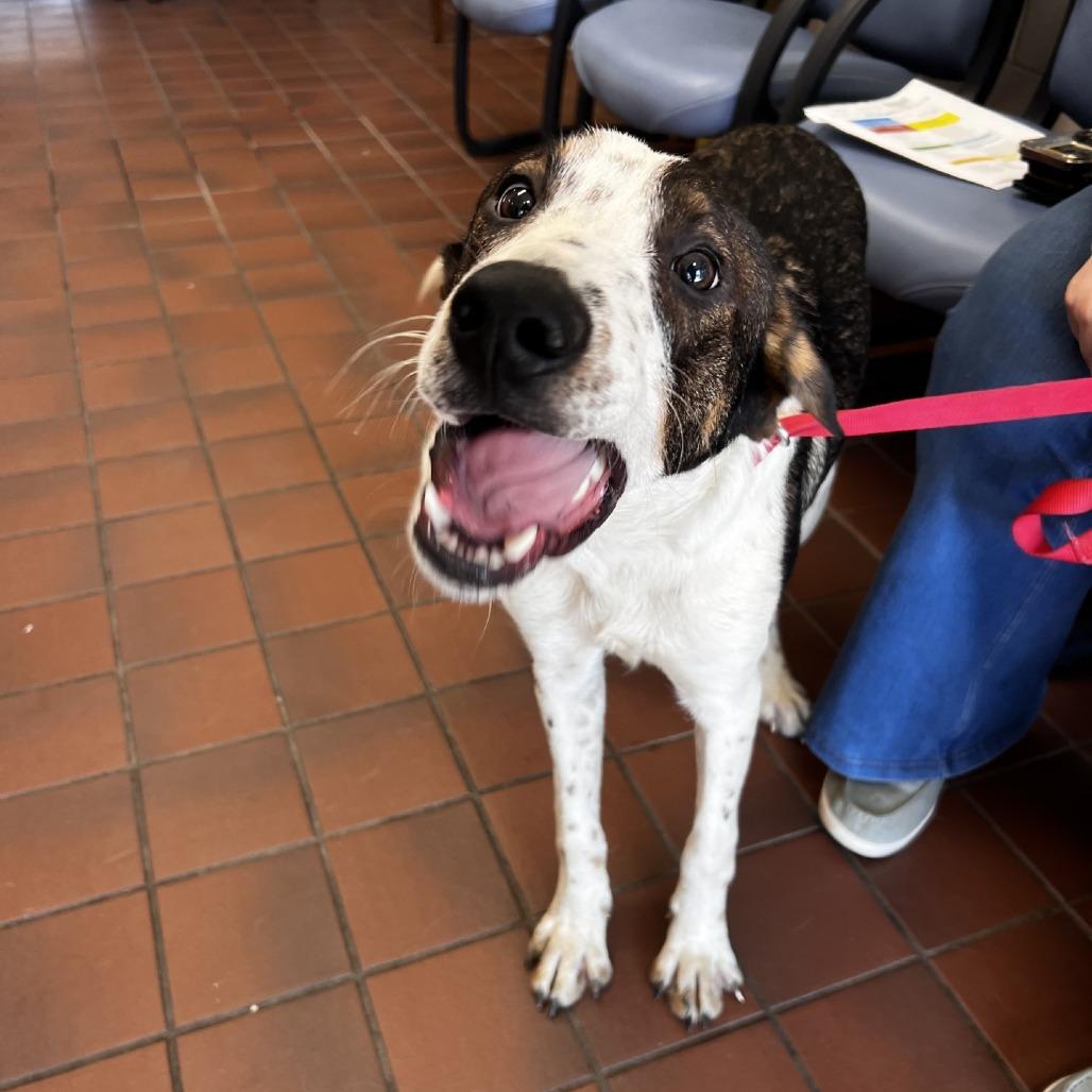 Shepherd, Adoptable, Young Male Mixed Breed.