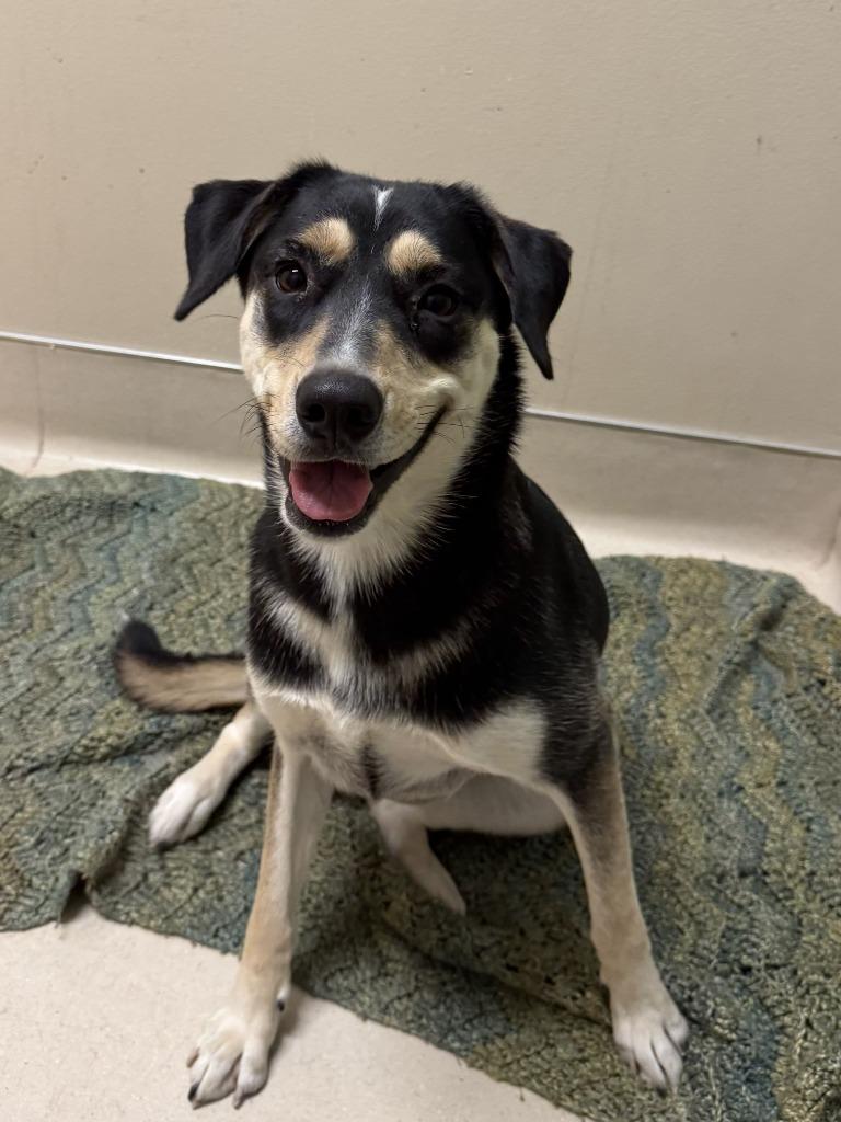 Nova, Adoptable, Young Female Mixed Breed.