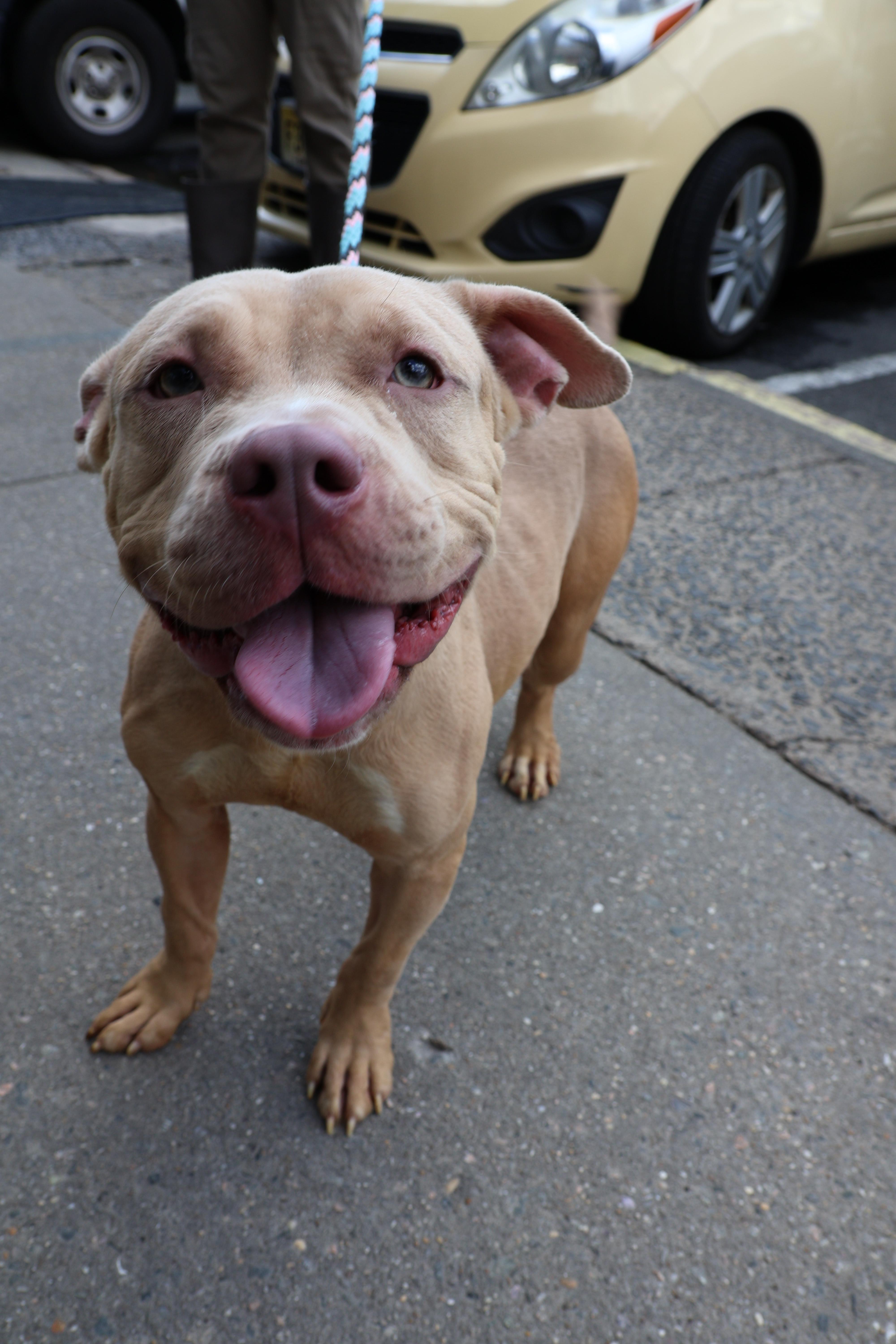 Chai, Adult Female unknown