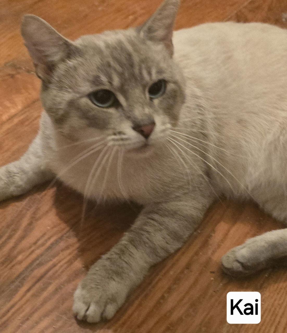 Enlarge Kia, a Adoptable Siamese in Versailles, KY image 1/2