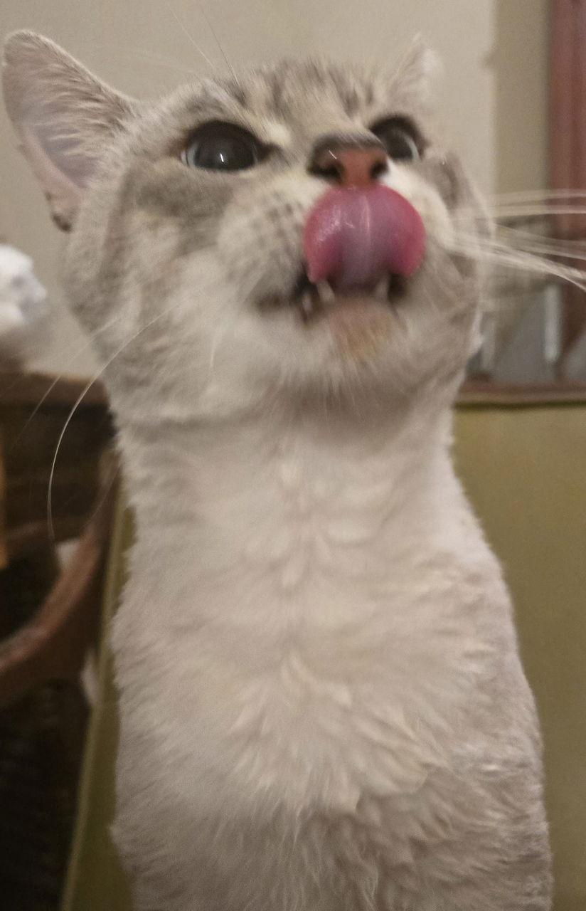 Kia, Adoptable, Adult Male Siamese.