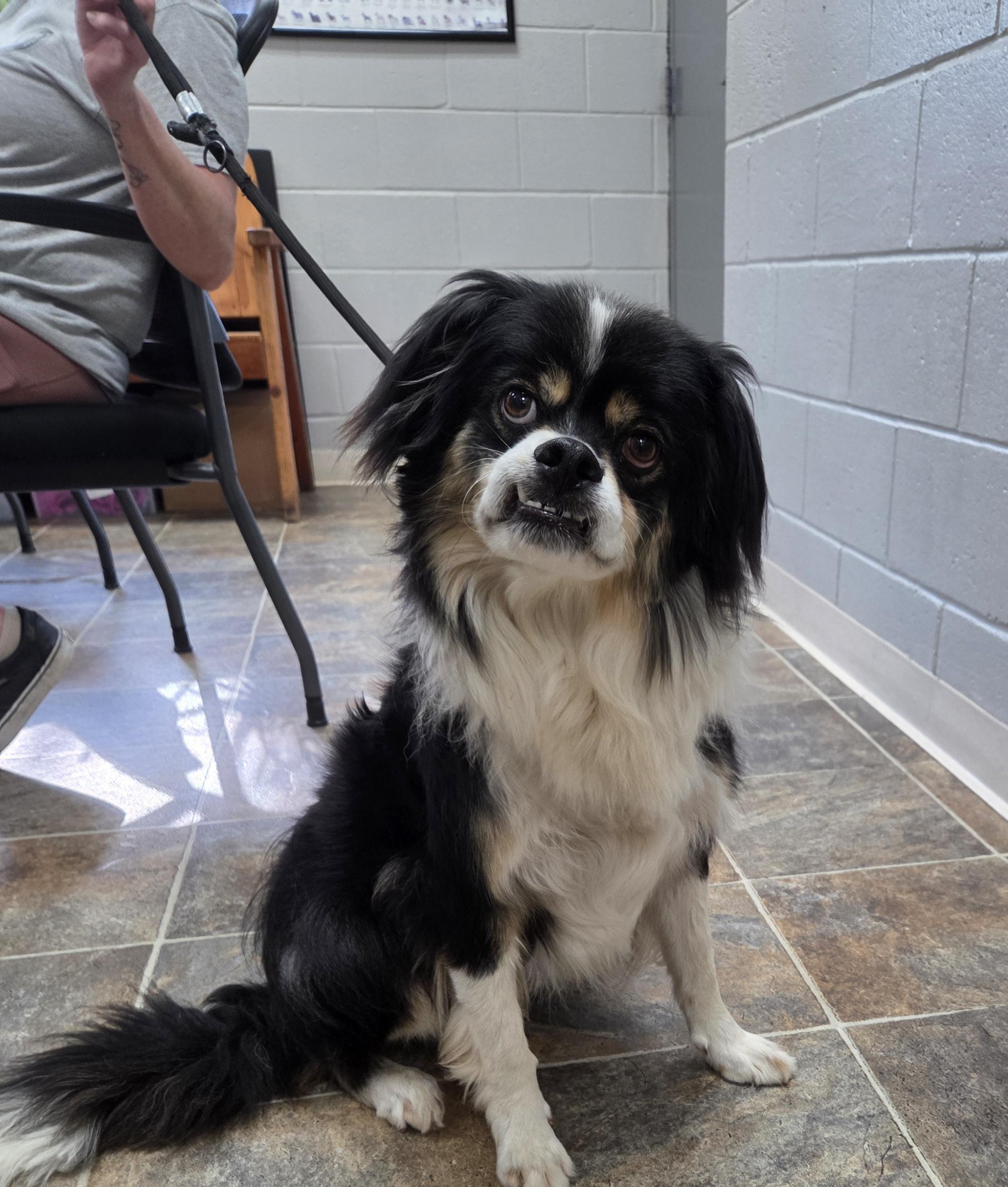Melton, ADOPTABLE, Adult Male Japanese Chin & Border Collie.