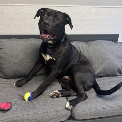 Enlarge Tubbasaurus, a ADOPTABLE Mixed Breed in Lansing, MI image 1/2