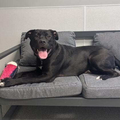 Enlarge Tubbasaurus, a ADOPTABLE Mixed Breed in Lansing, MI image 2/2