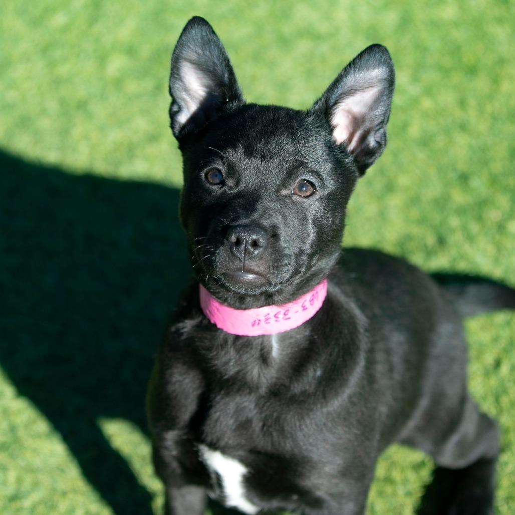 Quesadilla (JA26-83), Adoptable, Puppy Female Mixed Breed.