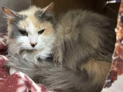 Natasha, Adoptable, Adult Female Domestic Medium Hair & Domestic Short Hair.