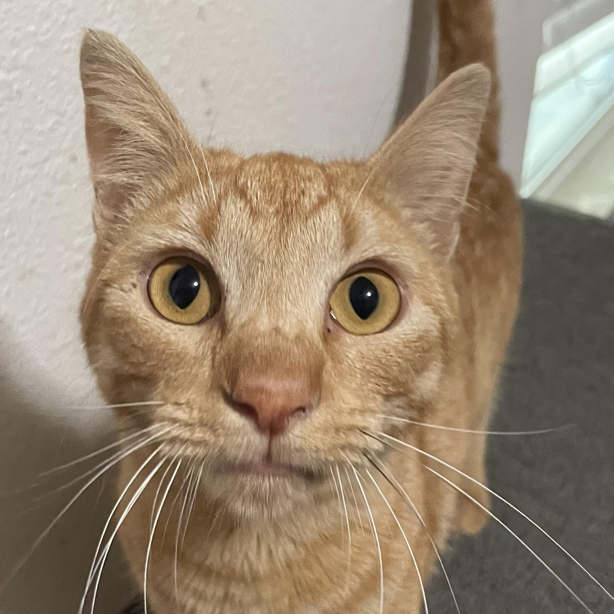 Lucian — thumbnail 2