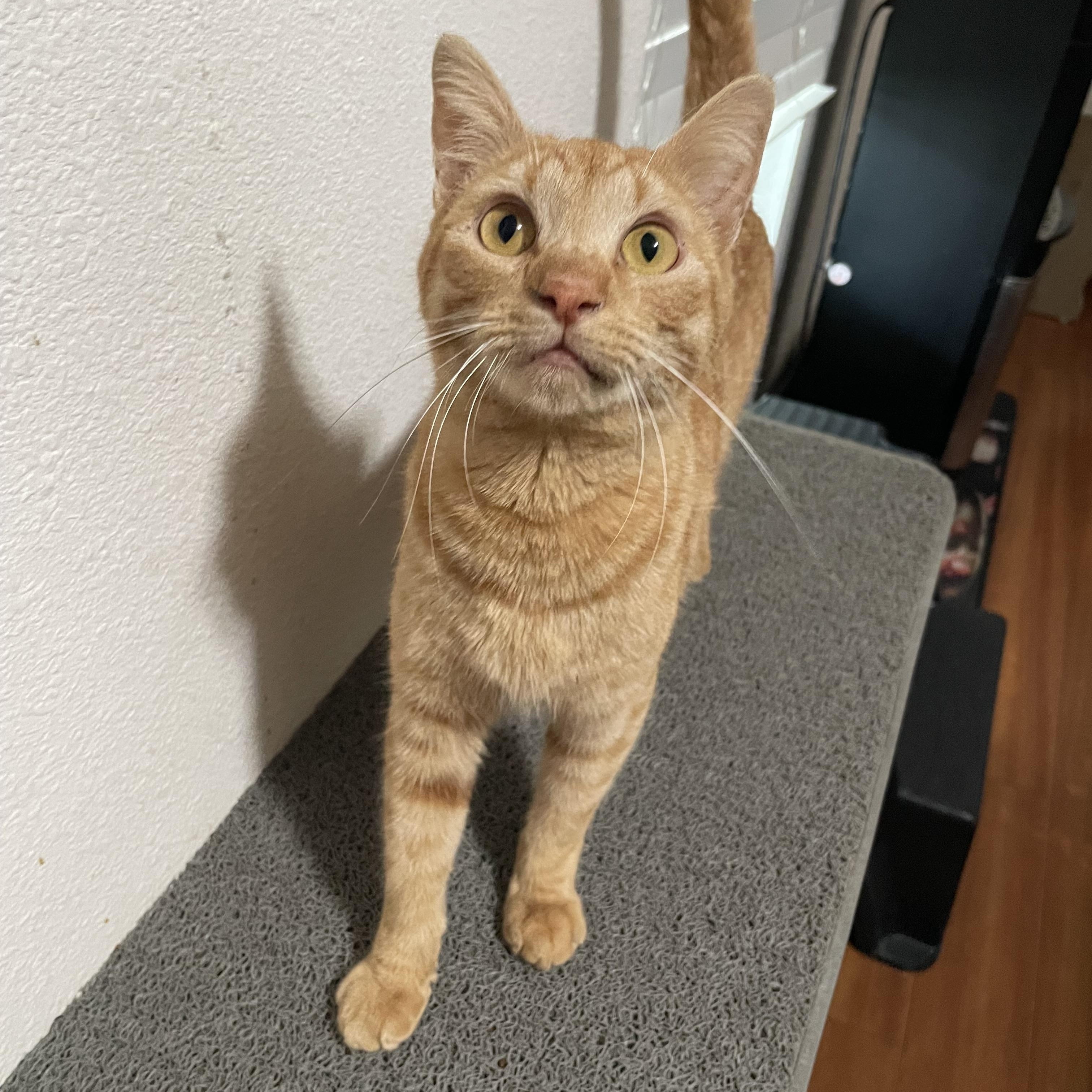 Lucian — thumbnail 3