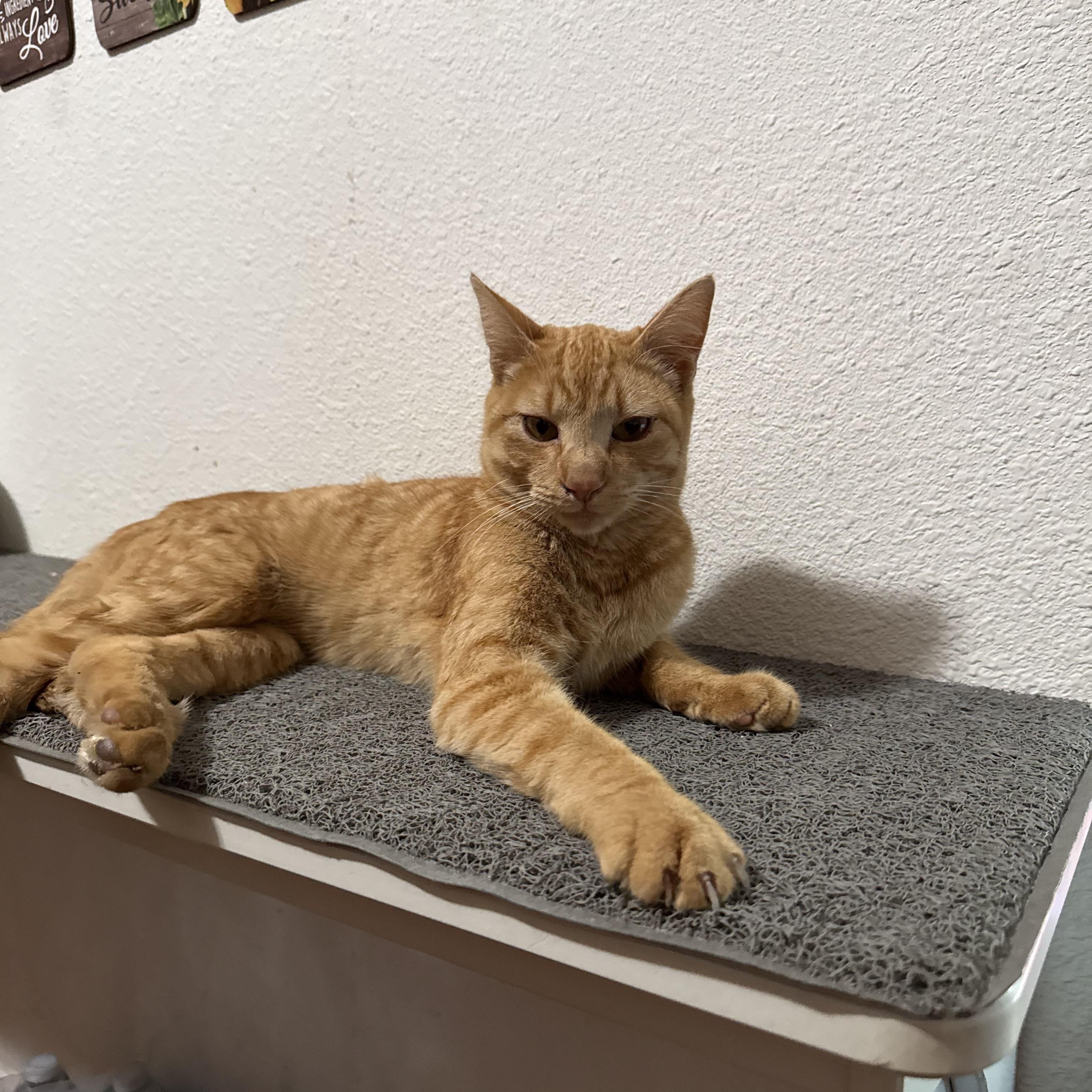 Lucian — thumbnail 4