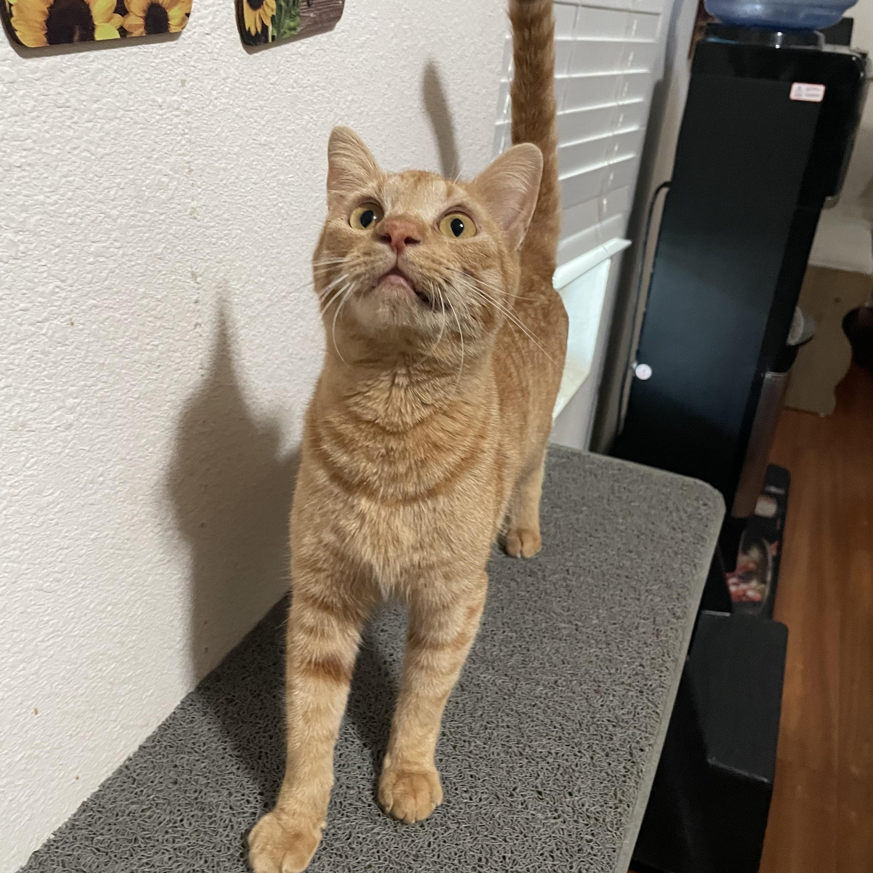 Lucian — thumbnail 6