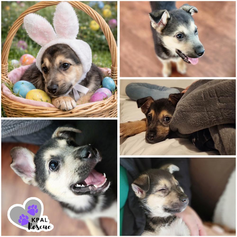 Enlarge My Sharona - 80s Pop Song Litter, a Adoptable mixed breed in Kenai, AK image 2/2