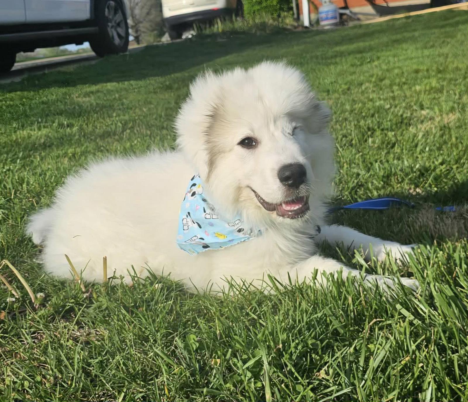 Enlarge Sebastian in NY, a Adopted Great Pyrenees in Croydon, NH image 1/3