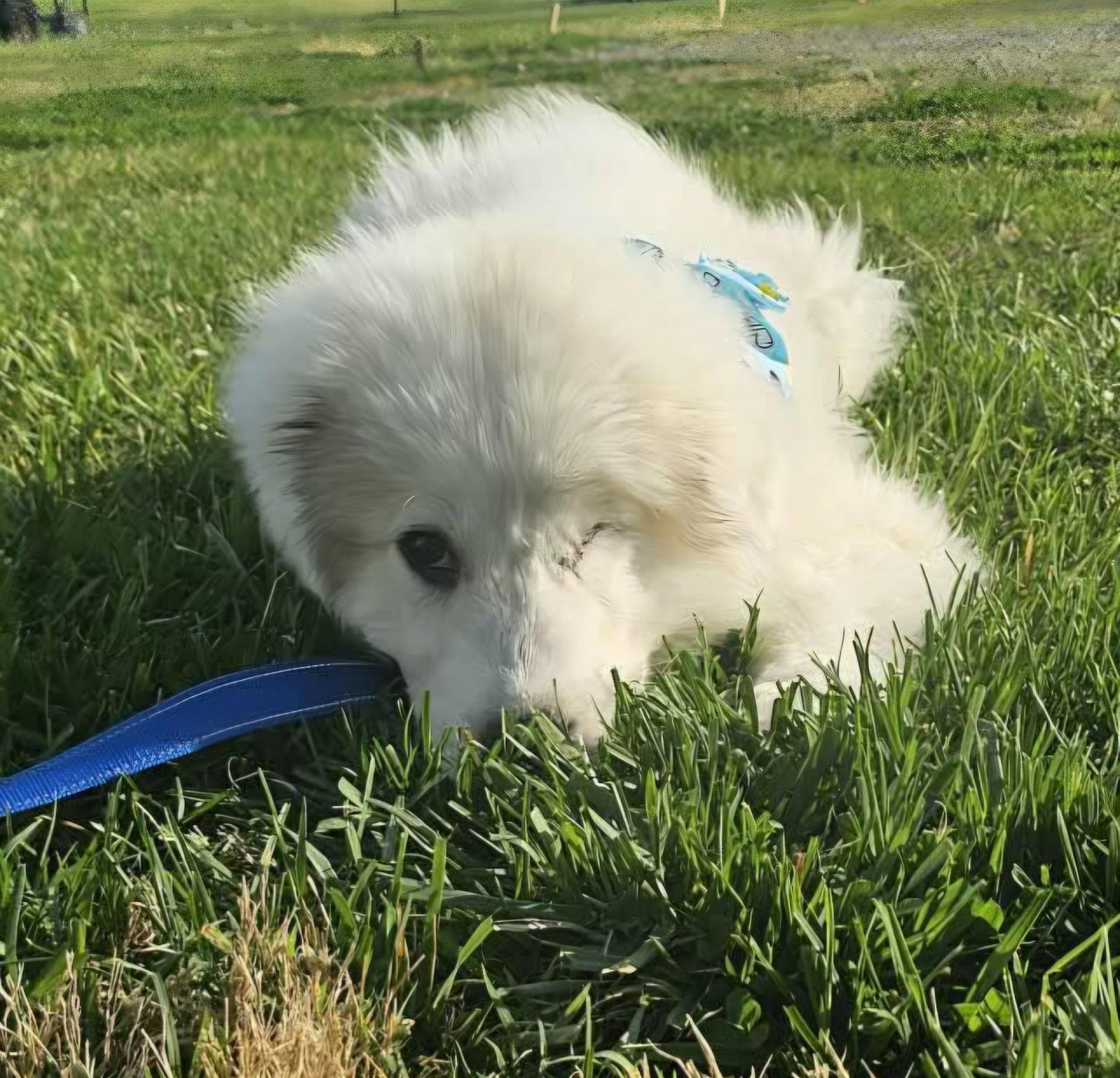 Enlarge Sebastian in NY, a Adopted Great Pyrenees in Croydon, NH image 2/3