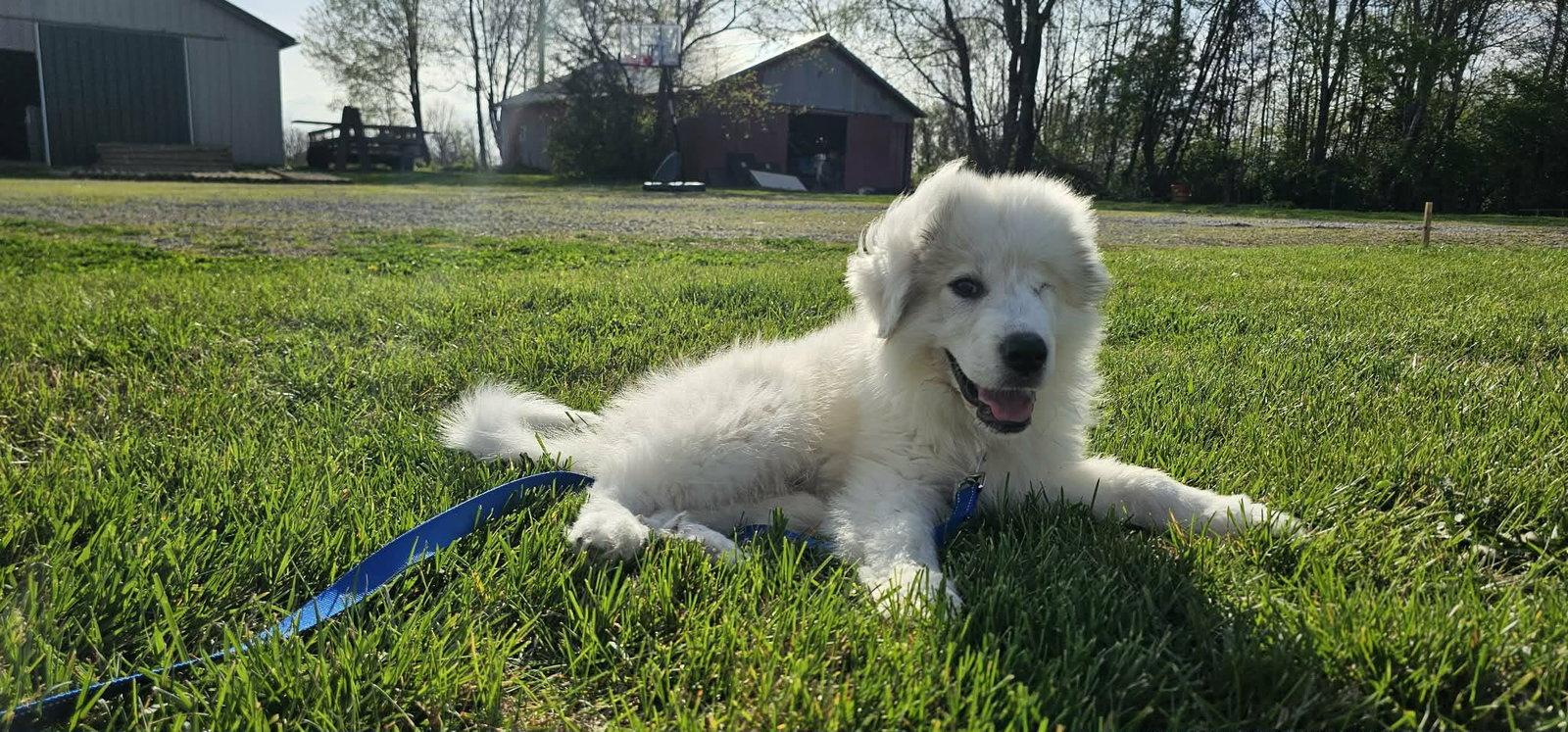 Enlarge Sebastian in NY, a Adopted Great Pyrenees in Croydon, NH image 3/3
